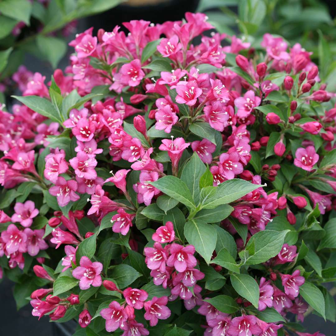 Snippet Dark Pink weigela with dark pink blooms in a landscape